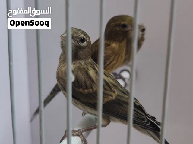 كنار رازا حبات قد القداحه