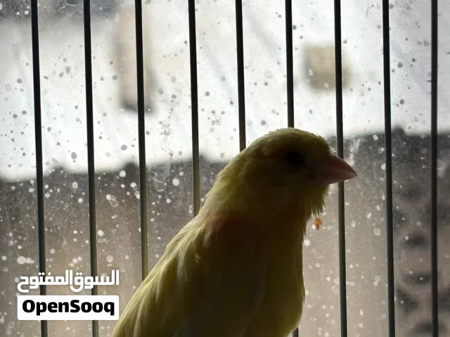 كناري شيرازي فحل