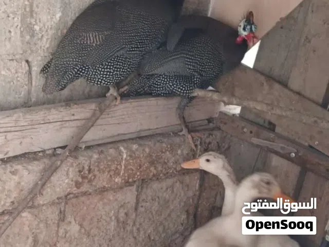 جوز فرعوني  شغلات للبيع