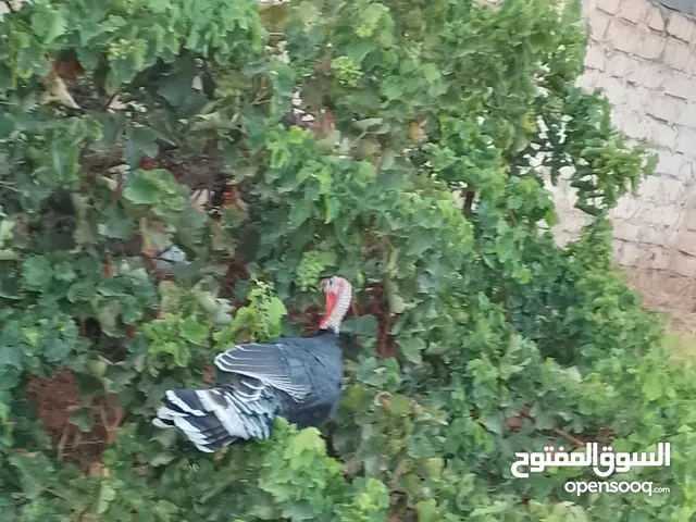 سلام عليكم ديك رومي عمر 5 شهور