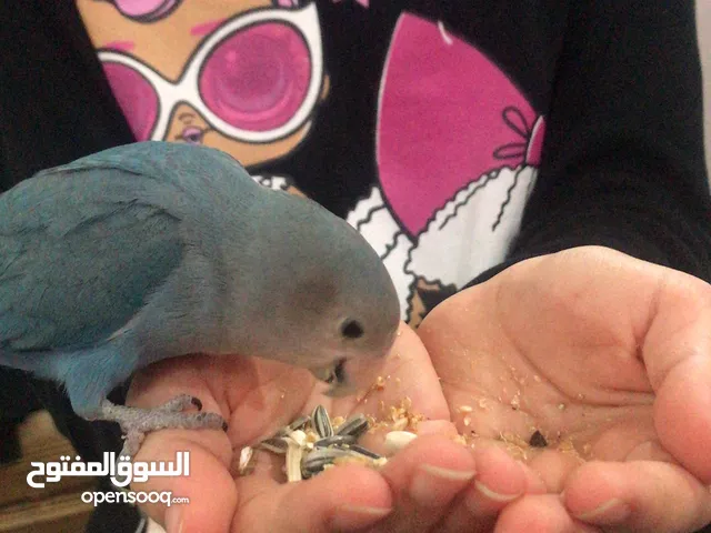 لوف بيرد ازرق