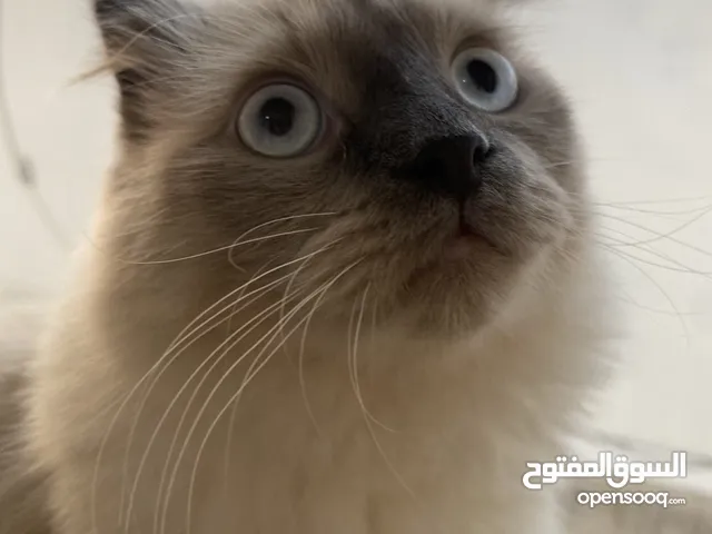 قطة هيمالايا