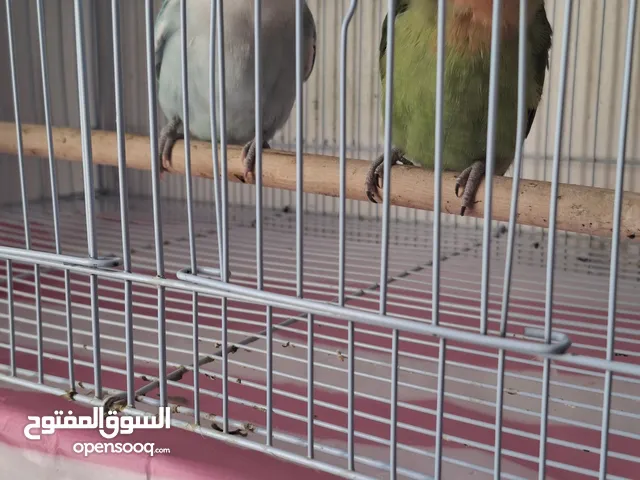 زوج روز مكينه انتاج بسعر قوي شامل كامل الملحقات بيعه سرييعه