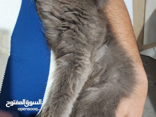 Persian Cat Female