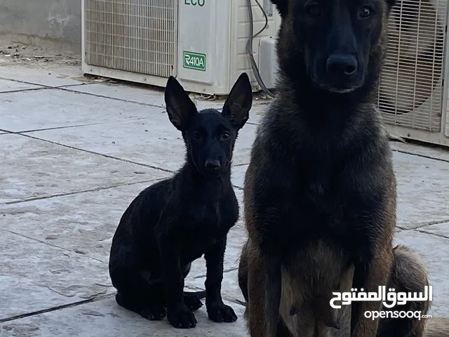 انثى مالينو خط دم اول مدربه تفتيش وطاعه وحماية شخصيه الاب استيراد صربيا الدارك ركس والام ريتا
