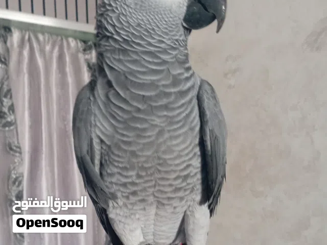 كاسكو كلام مفتوح البيع عل سمع متكلم مواجها