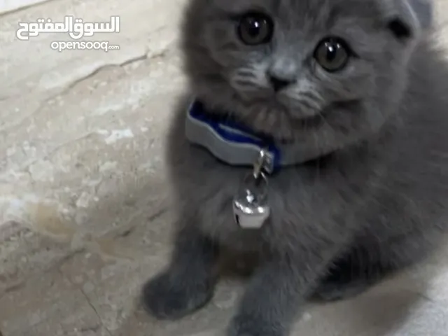 Scottish fold