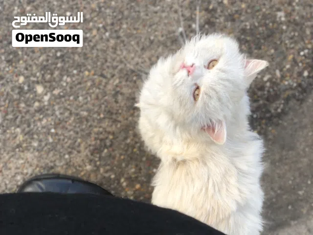 قط للتبني شيرازي ذكر جداً اليف ومايتعب ولا يشرد صارله سنة كاملة بنفس المكان