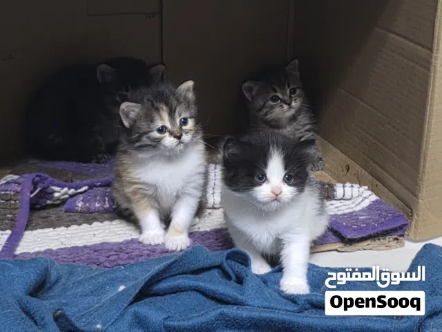 قطة شيرازى انثى