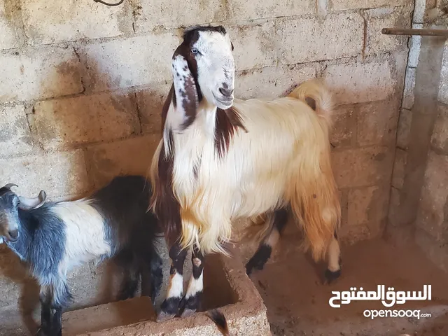 تيس عمر سنتين ونص
