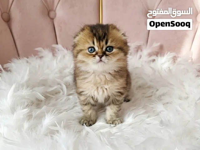 قطة سكوتش فولد غولدن مميزة جداً للبيع في بورصة