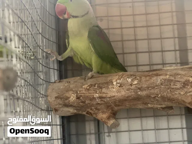 ببغاء نيبالي