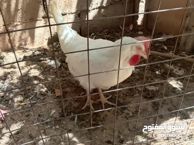دجاج بلدي للبيع