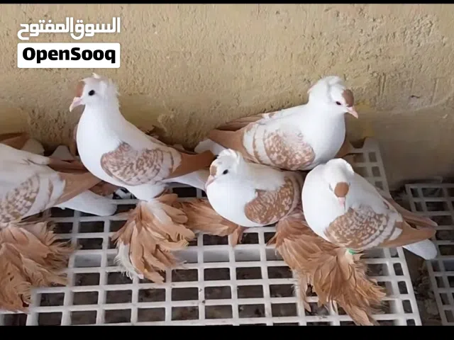 اريد من هاي لطيور العنده لايقصر