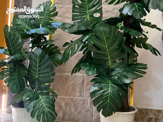 شجر زينه جديد للبيع اشكال واحجام مختلفه تصل لطول 2متر وتبدا اسعار من 5دينار ويوجد توصيل
