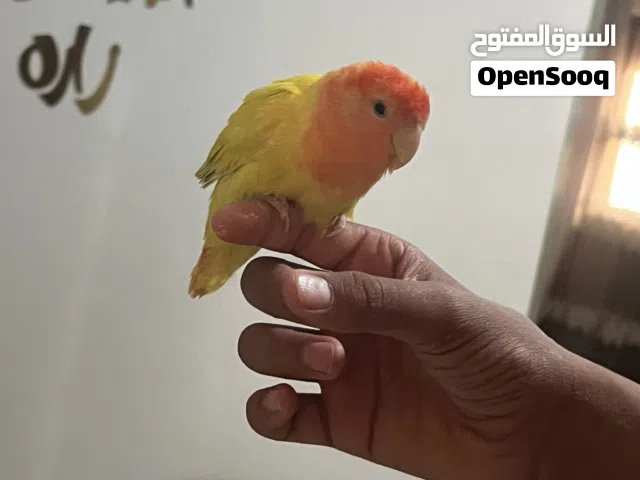 سلام عليكم عندي طرف بركديلو مروض فل للبيع اورنج سعر حرق