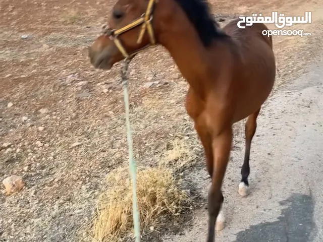 مهر عربي العمر سنا صاغ سليم من كل شي دم حامي