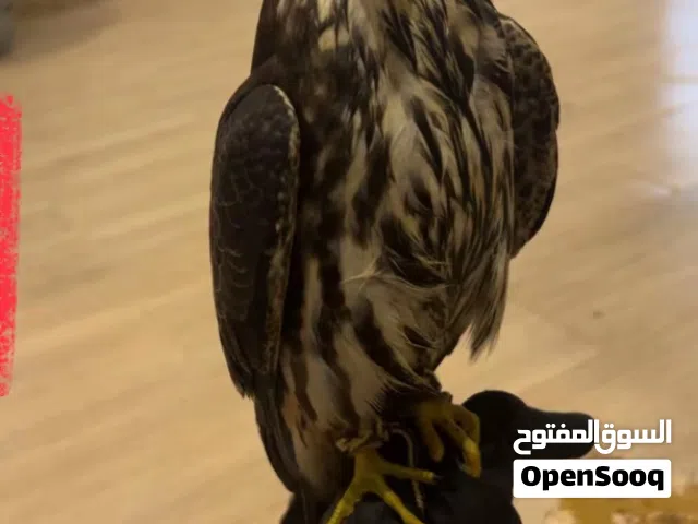 مطلوب بكة او جليمية