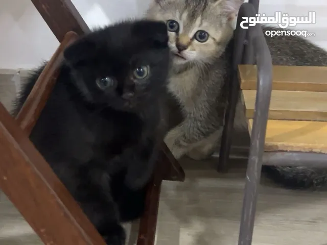 للبيع قطط سكوتش