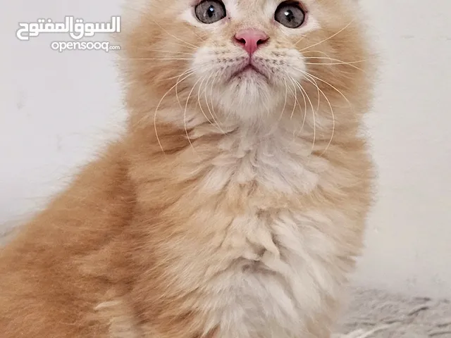 pure mainecoon male kitten available