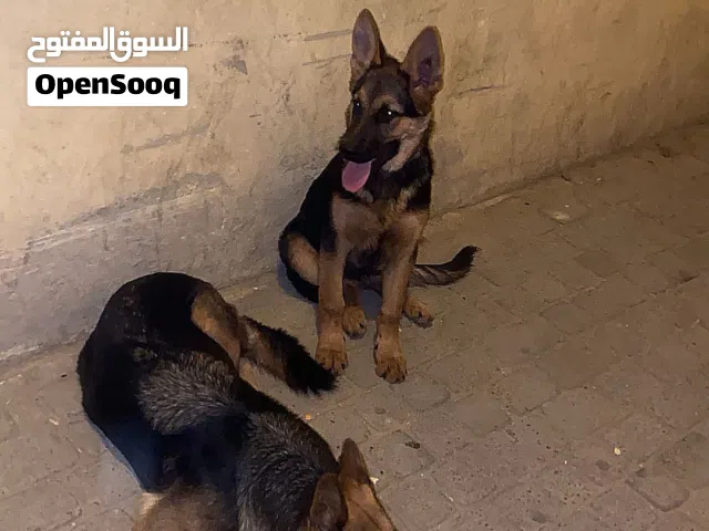 ذكر مليح بيرجي ولد الدار مكناس