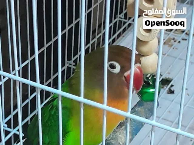 فشر ذكر طالب تجاوز كان مفروض بس الحين صار يعض جوا القفص بس لو طلعتو تقدر تمسكو