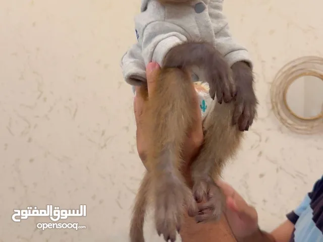 Macaque Monkey 6 months old Passport + Vaccines