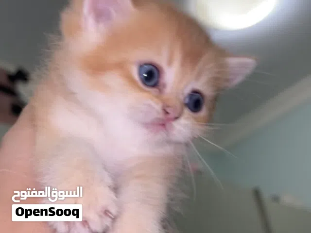 Royal Kittens/ كتن رويال