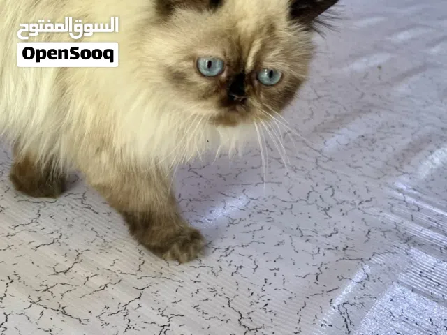 قطط للبيع انثى هملايا وذكر هملايا شيرازي وجه القمر