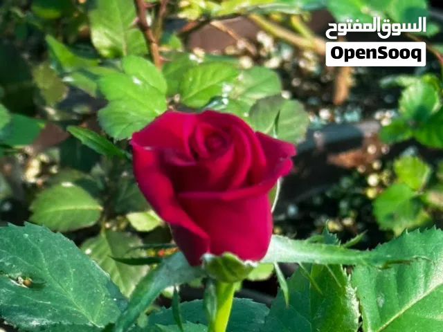 بيع شتلات ورود طبيعية – 12 نوع مختلف – مناسبة للمنزل والحدائق