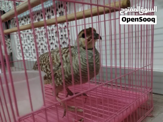 صفرد ذكر غير اليف