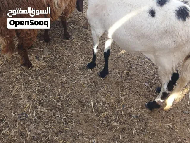 السلام عليكم. مشاء الله تبارك الله . للبيع نعجة مفقع نمرية سودانية