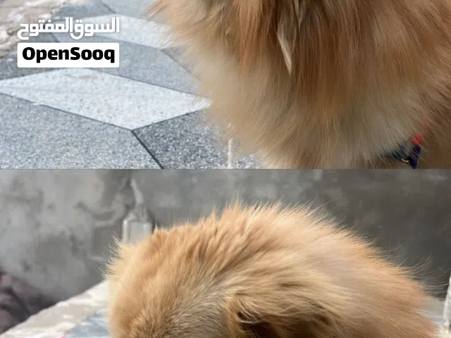 سلام عليكم كلب مني بو مال بيت حلو لعوب