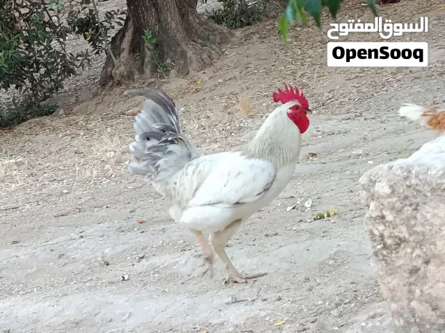 ديك للبيع ...