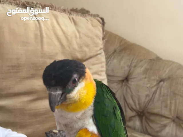 Bird Black head caique for sale