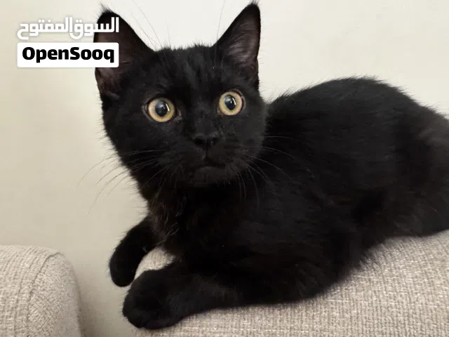 Free cat for adoption