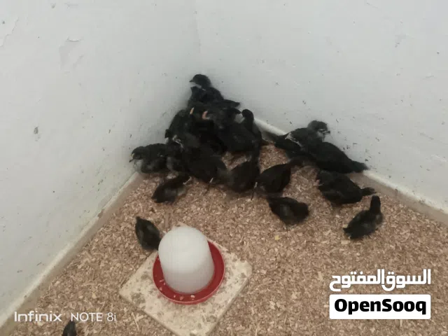 فلاليس استرلوب