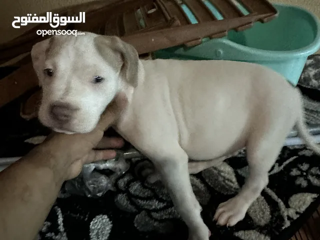 Pitbull red nose puppy female