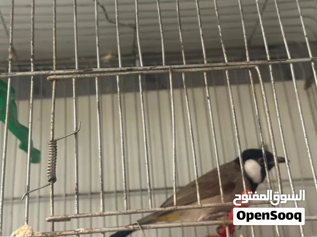 بلبل نص اليف قلاب وتغريد فول مع القفص