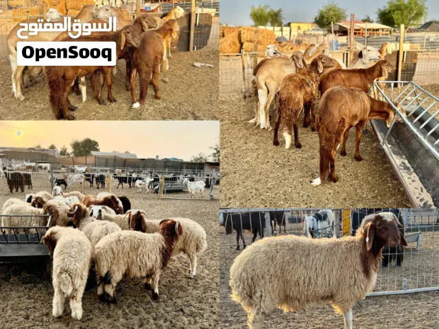 we have all type of sheep for eid qurbani