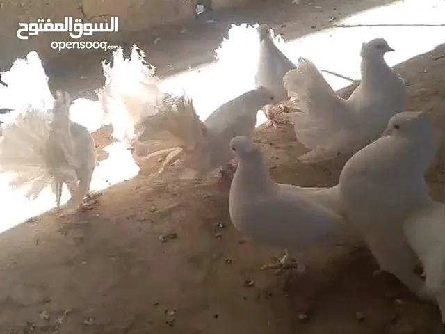 ش10 حبات هزاز يعني خمس جواز للبيع كوم الزرقاء حي الحسين