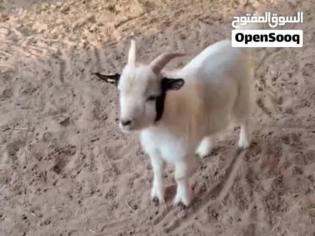 قزم دكر للبيع مشاء الله تبارك الله