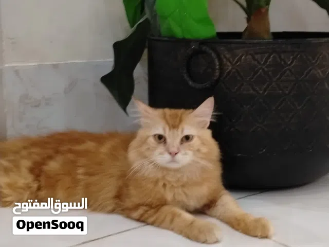 قط شيرازي 8 اشهر ذكر