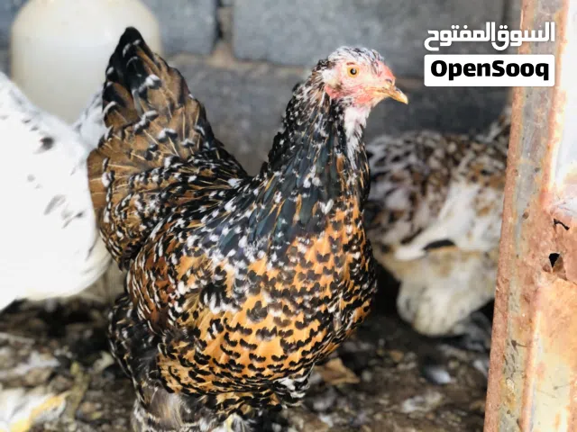 دجاجه برهمي زهريه