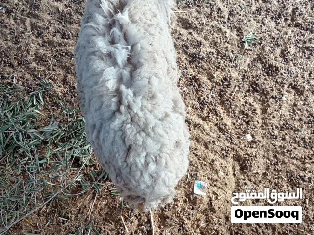 نعجة و فطيمة للبيع بي 2000