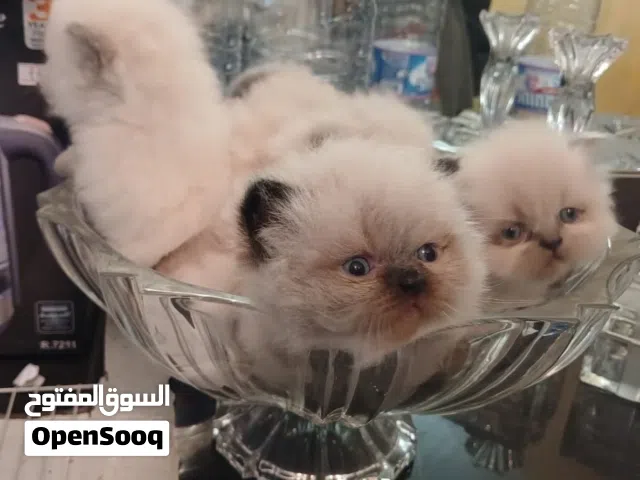 قطط همالايا صغار العمر شهر و اسبوع مع امهم 400 دولار قابل للنقاش