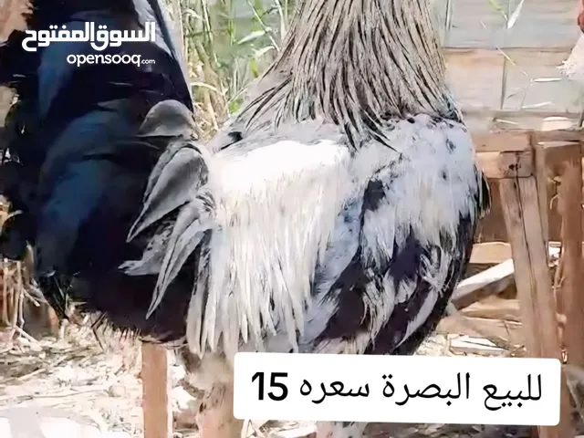 ديج عربي اصلي للبيع شاهد الوصف