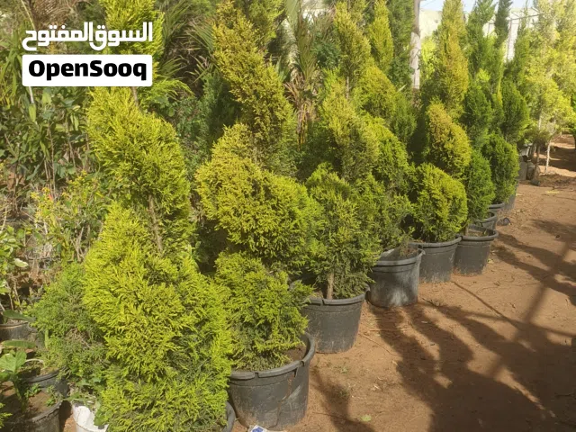 تنسيق حدائق