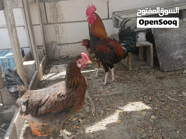 دجاج عرب فري اصلي سيت