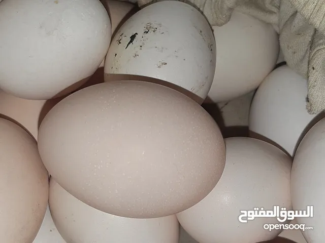 متاح بيض ابو ركيبه صور امهاتهن بالمنشور